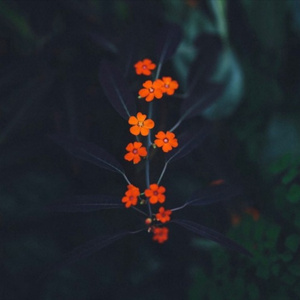 激情小说亚洲图片伦
